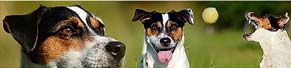1 Jack Russel Terrier (Juli 2012)