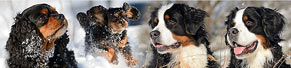 2 Berner Sennenhunde und 2 Cavalier King Charles Spaniels (Februar 2013)