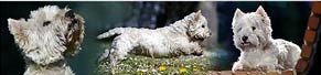 1 West Highland Terrier (10 Jahre) (30.04.2017)
